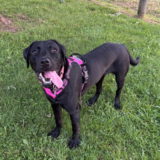 Enlarge Nebula, a Adoptable mixed breed in Quakertown, PA image 4/6