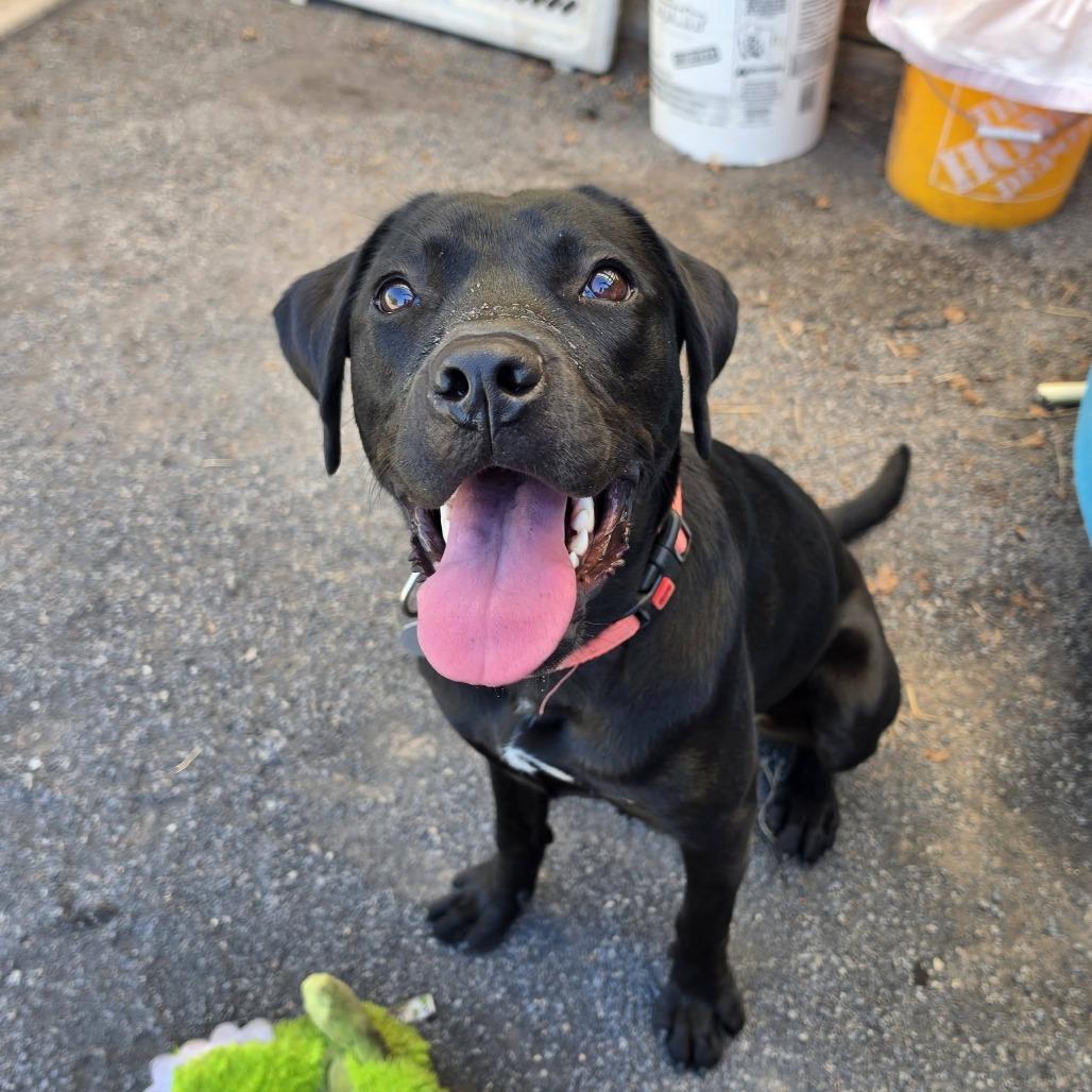 Enlarge Nebula, a Adoptable mixed breed in Quakertown, PA image 5/6