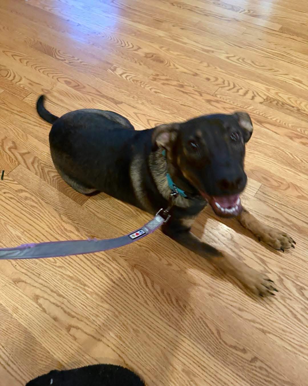 Enlarge Gemma Bean, a Adoptable mixed breed in Tinley Park, IL image 2/3