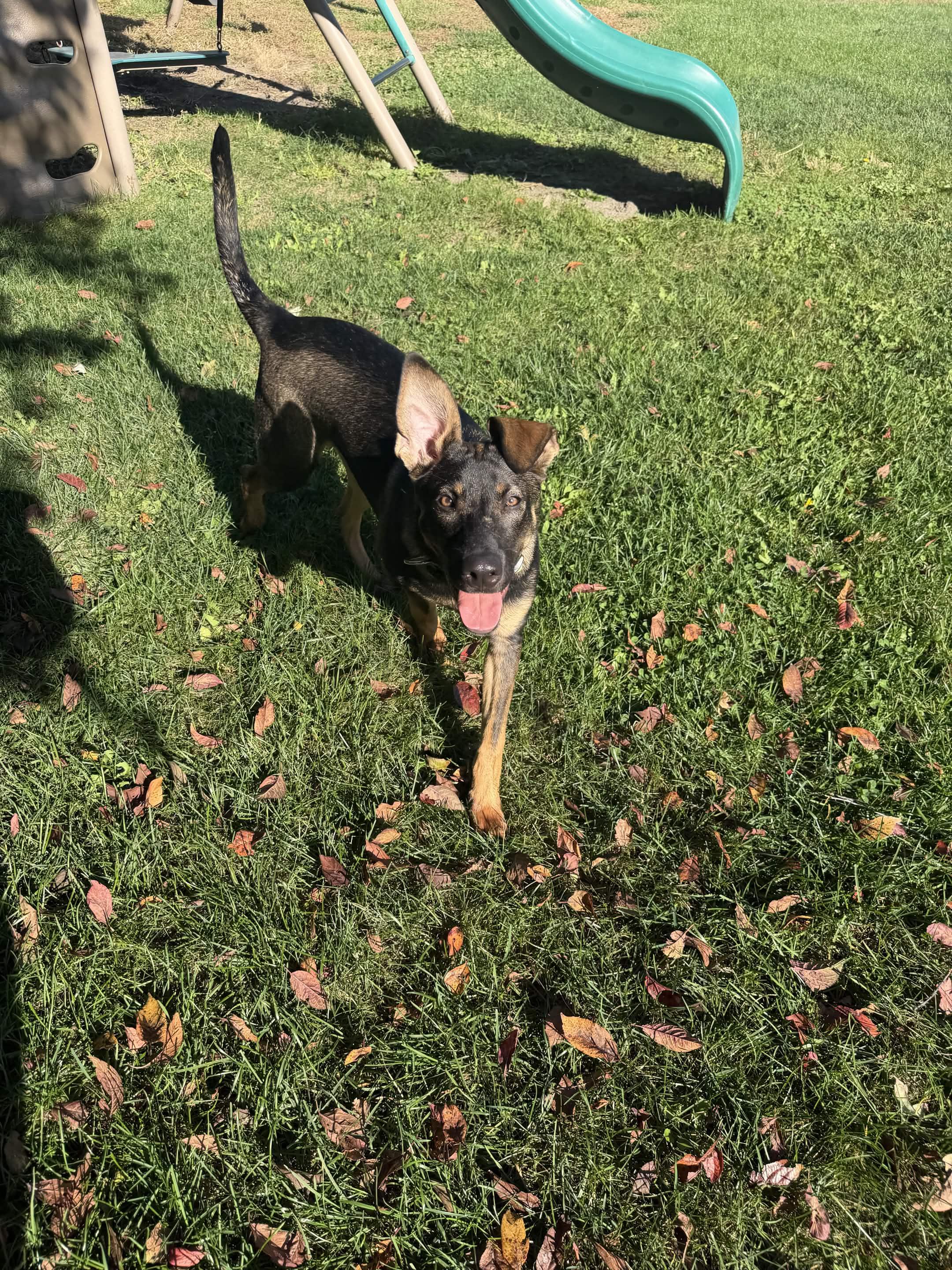 Enlarge Gemma Bean, a Adoptable mixed breed in Tinley Park, IL image 1/3