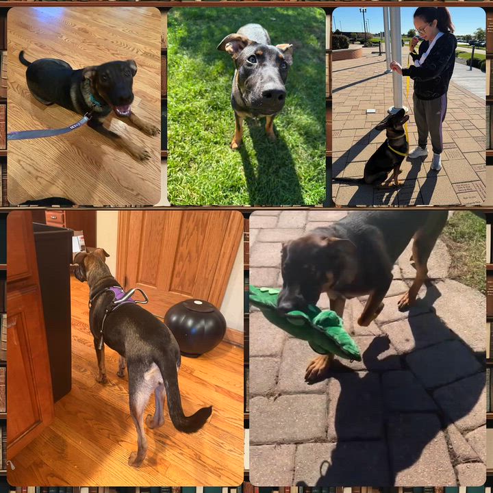 Enlarge Gemma Bean, a Adoptable mixed breed in Tinley Park, IL video 3/3