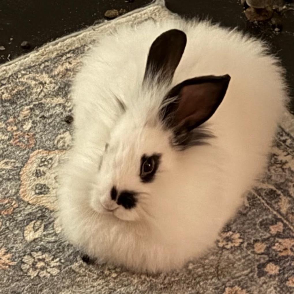 Jubilee, Adoptable, Baby Male Bunny Rabbit & Lionhead.