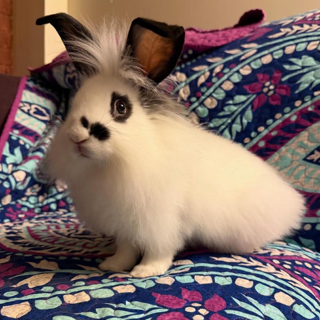 Enlarge Jubilee, a Adoptable mixed breed in Madison, WI image 2/2