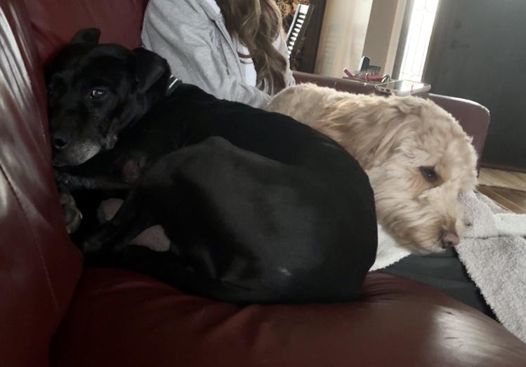 Enlarge Murphy, a Adoptable mixed breed in Knoxville, TN image 4/6