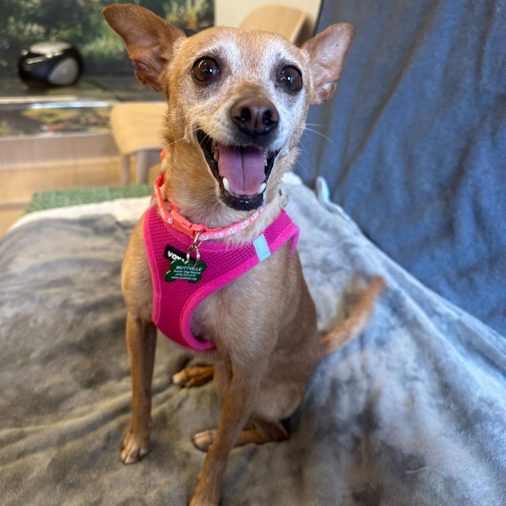 Enlarge Crema 13945, a Adoptable Chihuahua in San Francisco, CA image 1/6