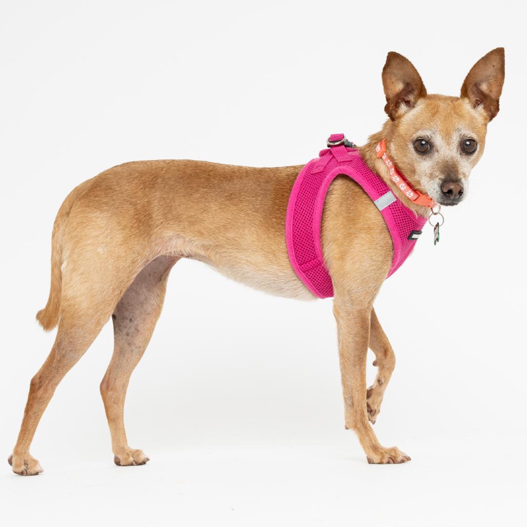 Enlarge Crema 13945, a Adoptable Chihuahua in San Francisco, CA image 2/6