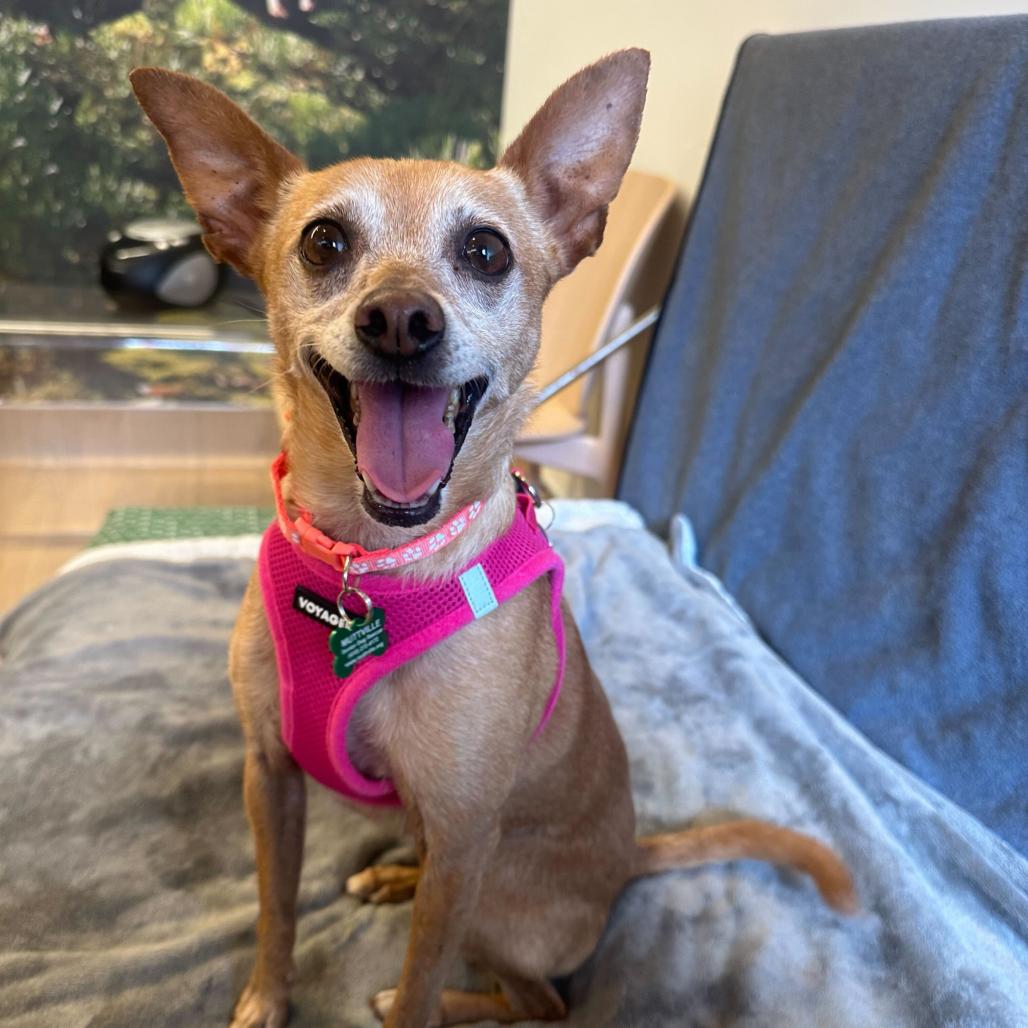 Enlarge Crema 13945, a Adoptable Chihuahua in San Francisco, CA image 3/6