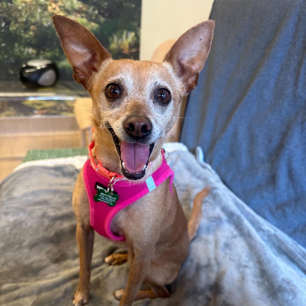 Enlarge Crema 13945, a Adoptable Chihuahua in San Francisco, CA image 4/6