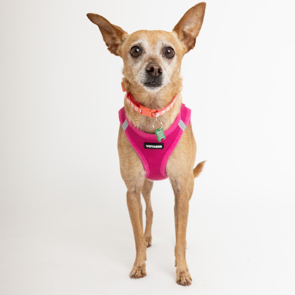 Enlarge Crema 13945, a Adoptable Chihuahua in San Francisco, CA image 5/6