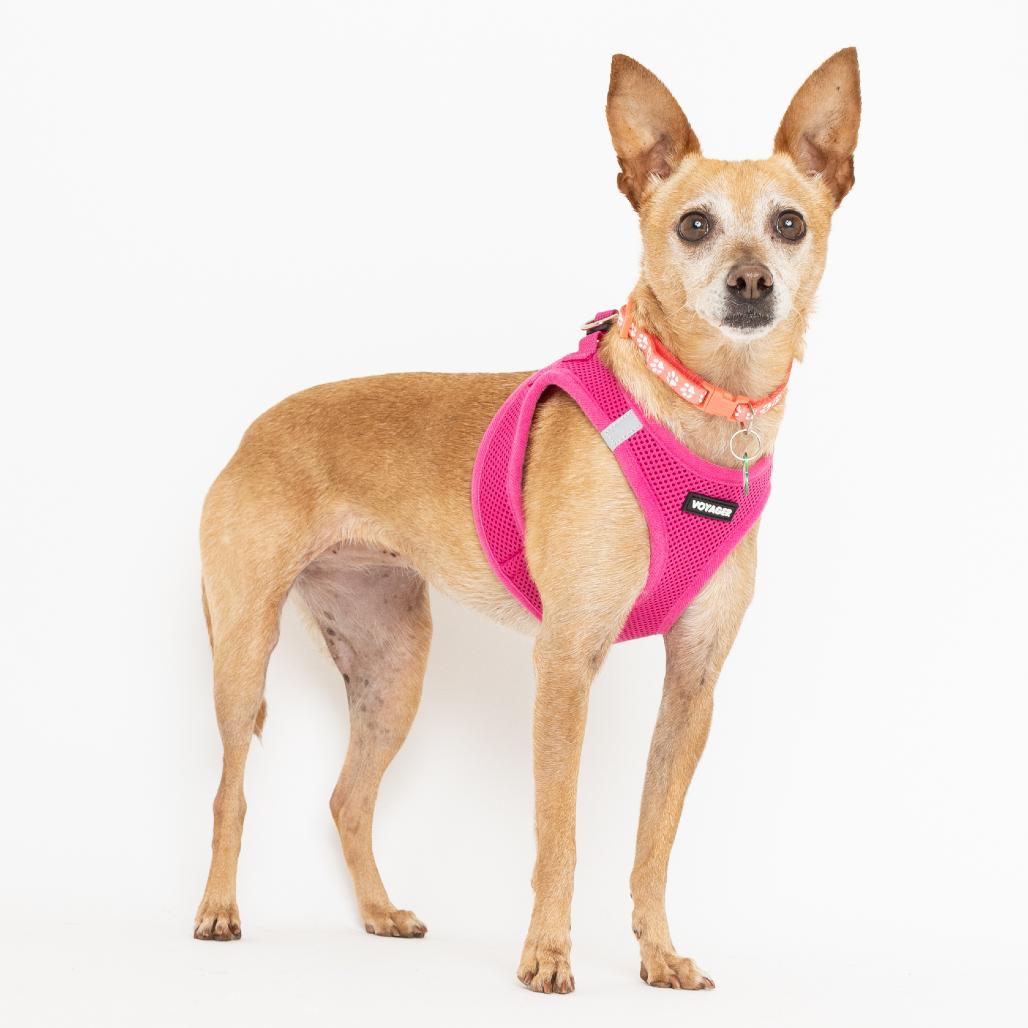 Enlarge Crema 13945, a Adoptable Chihuahua in San Francisco, CA image 6/6