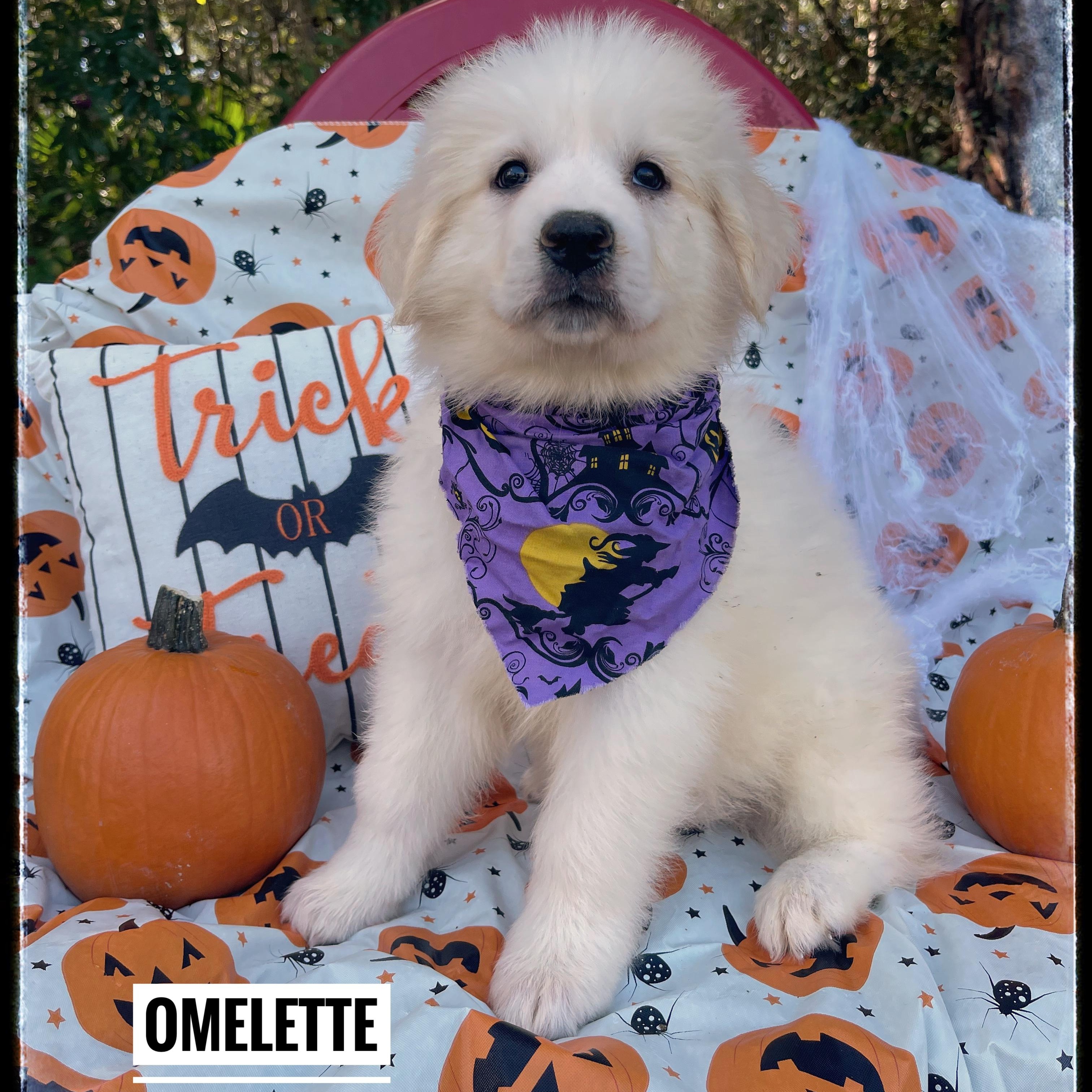 Omelette
