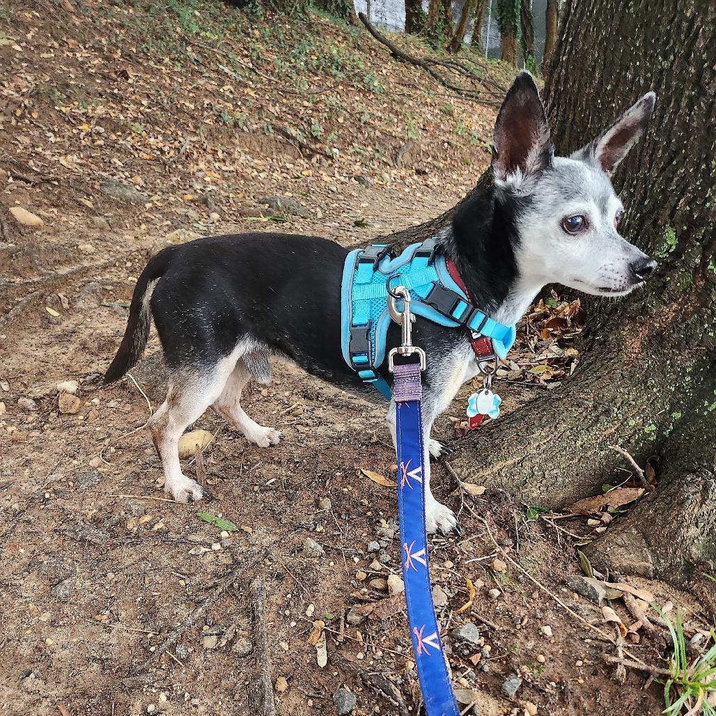 Toby, Adoptable, Senior Male Chihuahua.