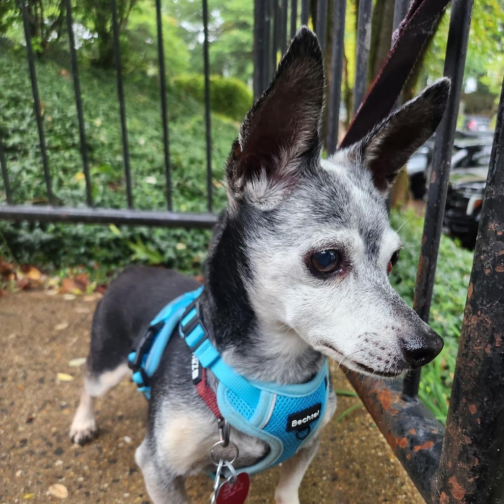 Enlarge Toby, a Adoptable mixed breed in Falls Church, VA image 4/6
