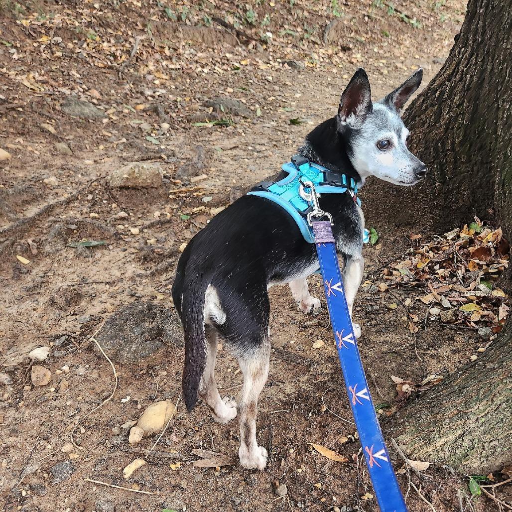 Enlarge Toby, a Adoptable mixed breed in Falls Church, VA image 5/6
