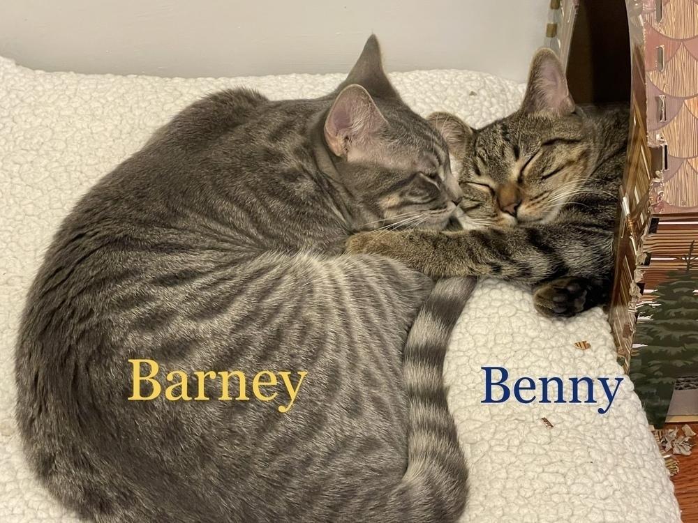 Enlarge Barney Pickles, a Adopted mixed breed in Walla Walla, WA image 1/6