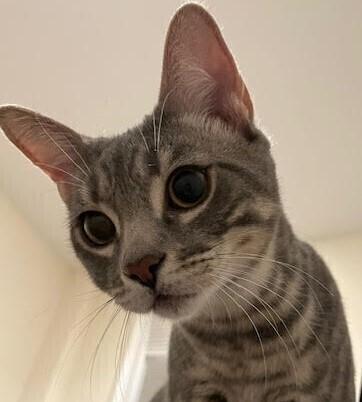 Enlarge Barney Pickles, a Adopted mixed breed in Walla Walla, WA image 2/6