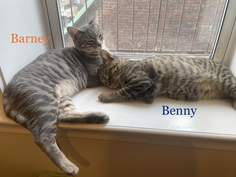 Enlarge Barney Pickles, a Adopted mixed breed in Walla Walla, WA image 4/6