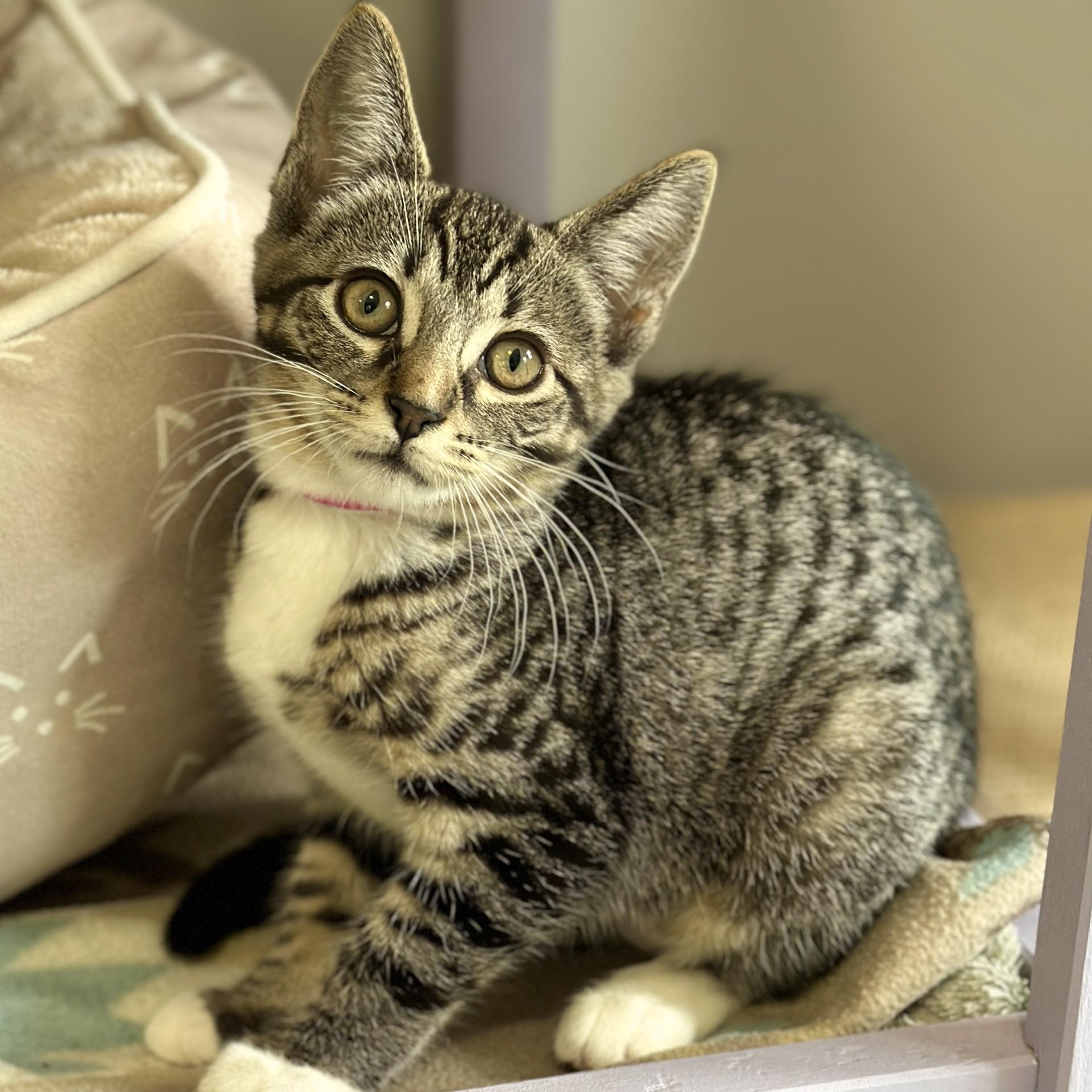 Rose, an adopted Domestic Short Hair in Victor, NY image 2/2