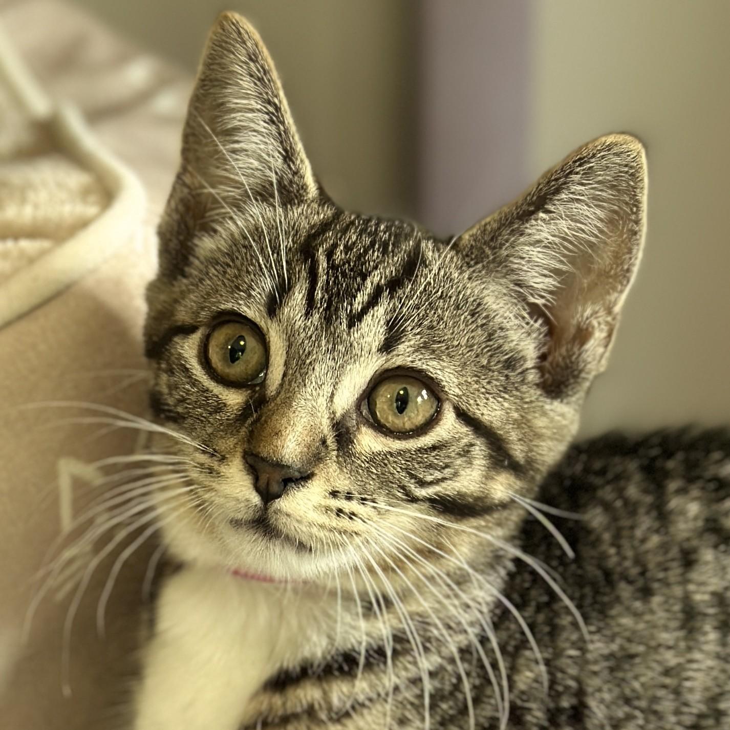 Rose, an adopted Domestic Short Hair in Victor, NY image 1/2