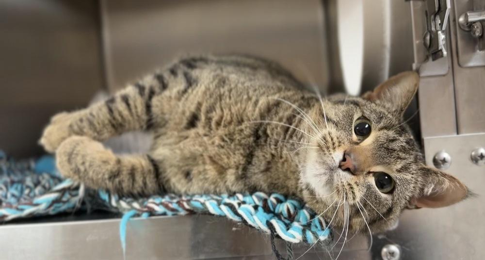 Love, Adoptable, Adult Female Domestic Short Hair.