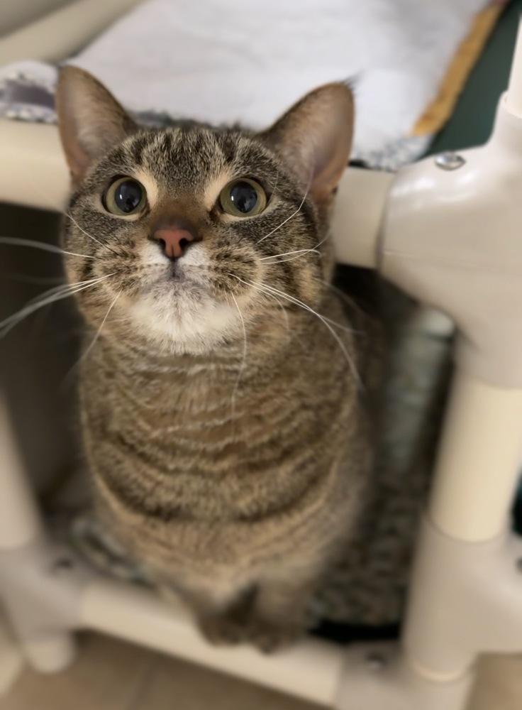 Enlarge Love, a Adoptable mixed breed in Bemidji, MN image 2/4