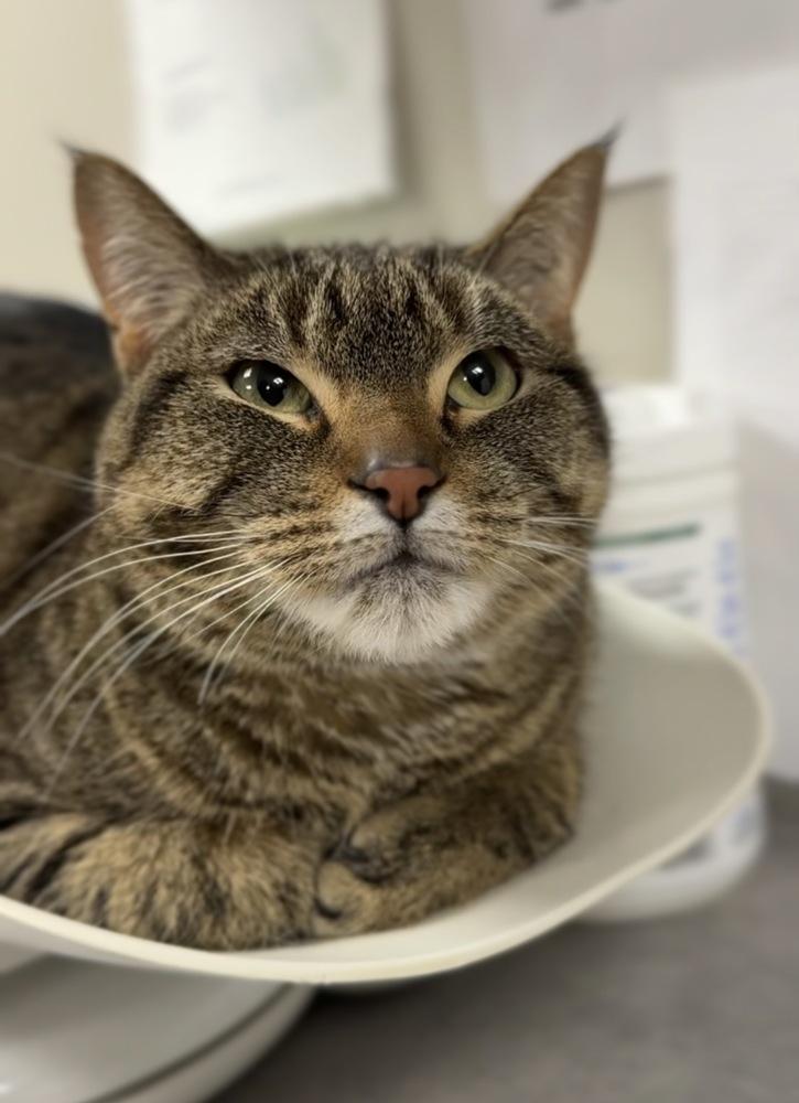 Enlarge Love, a Adoptable mixed breed in Bemidji, MN image 1/1