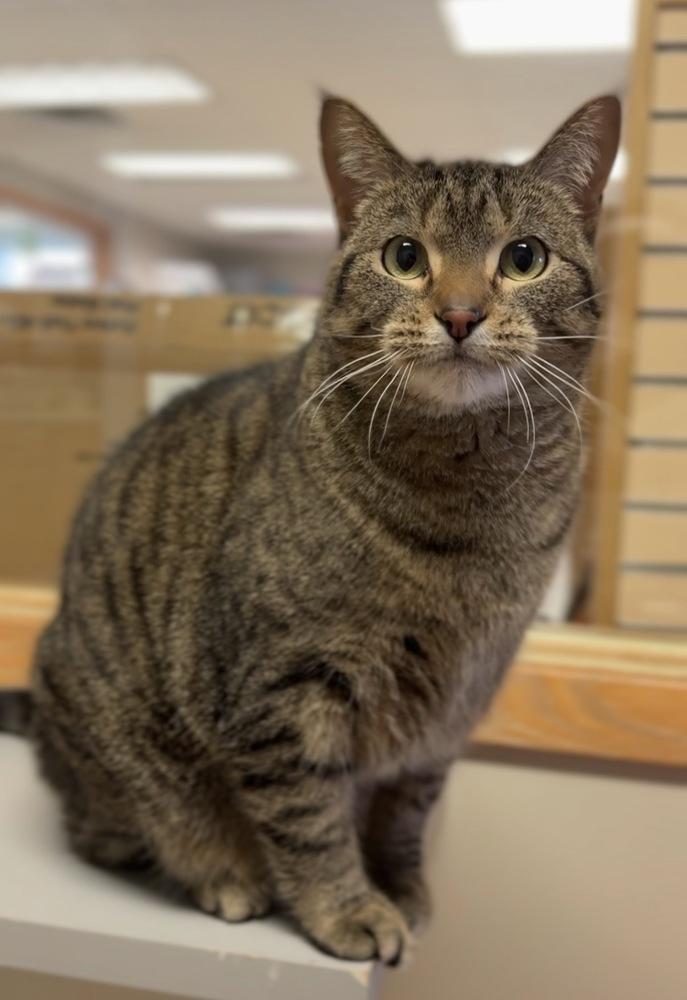 Enlarge Love, a Adoptable mixed breed in Bemidji, MN image 4/4