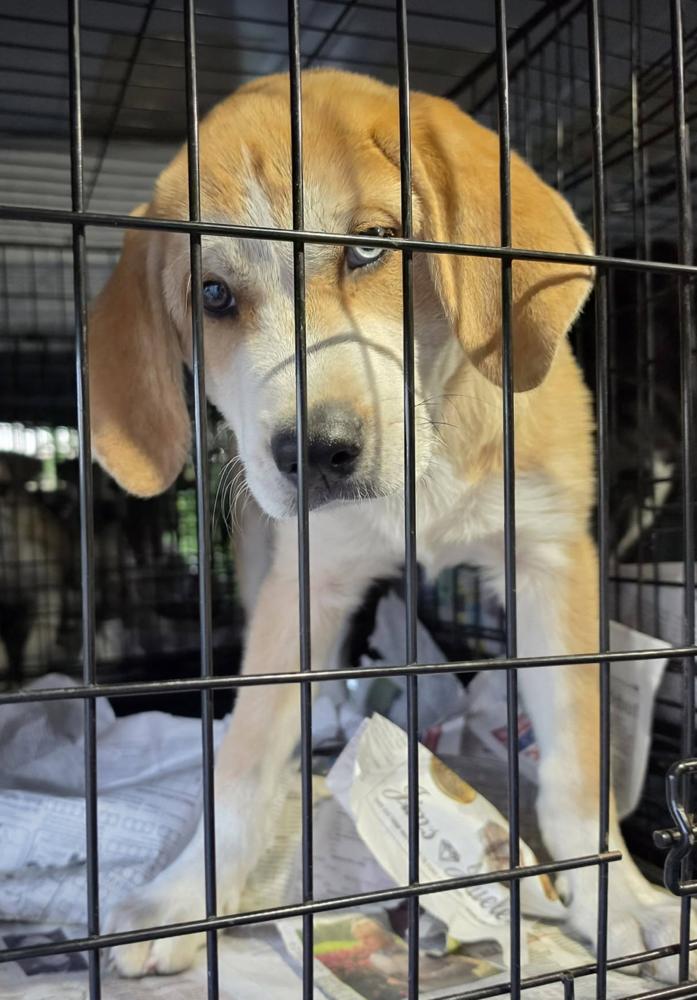 Camilo, a Adoptable mixed breed in Wolcott, CT image 1/6