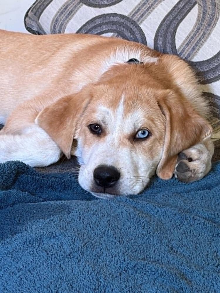 Camilo, a Adoptable mixed breed in Wolcott, CT image 2/6