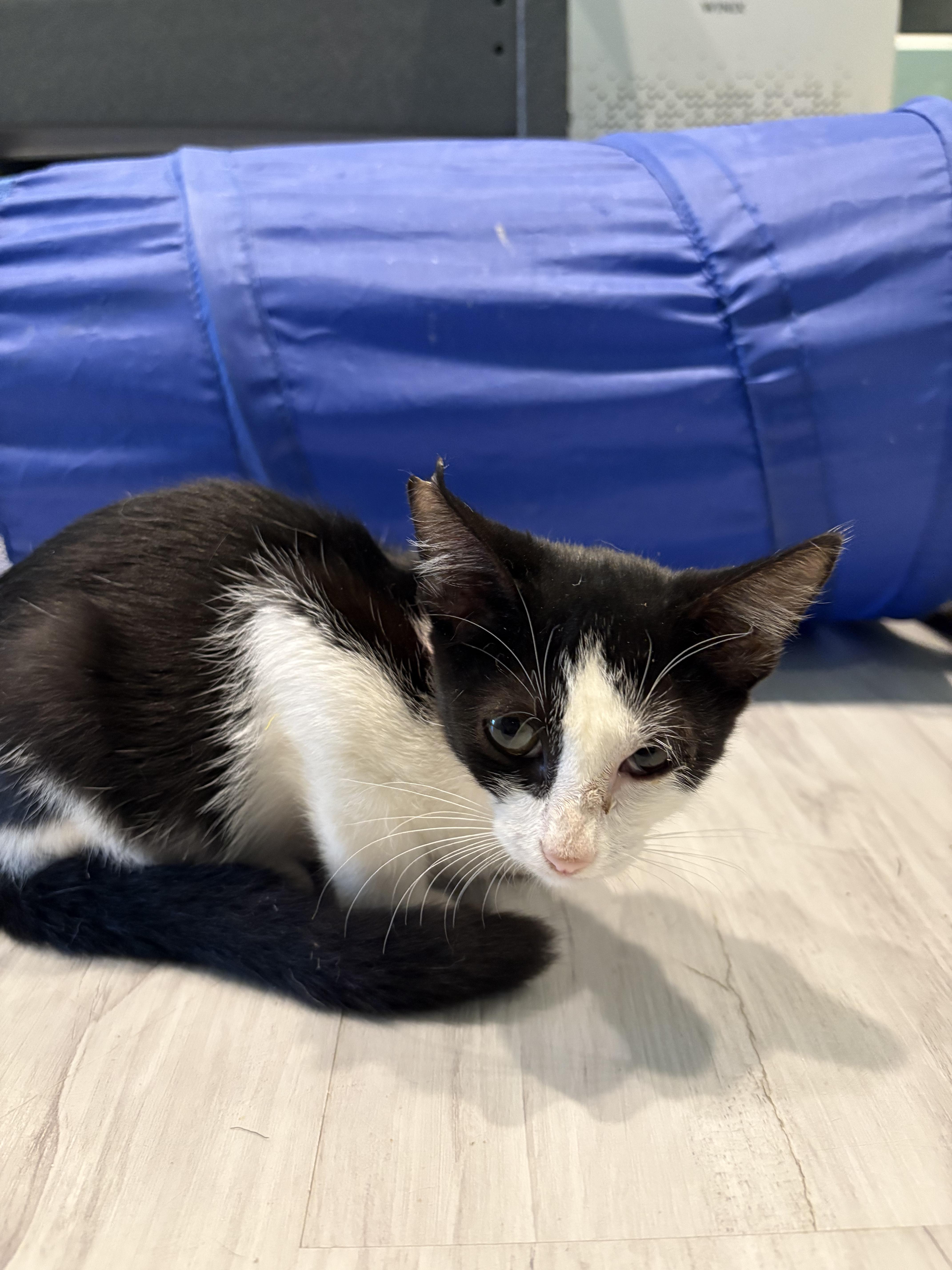 Oreo