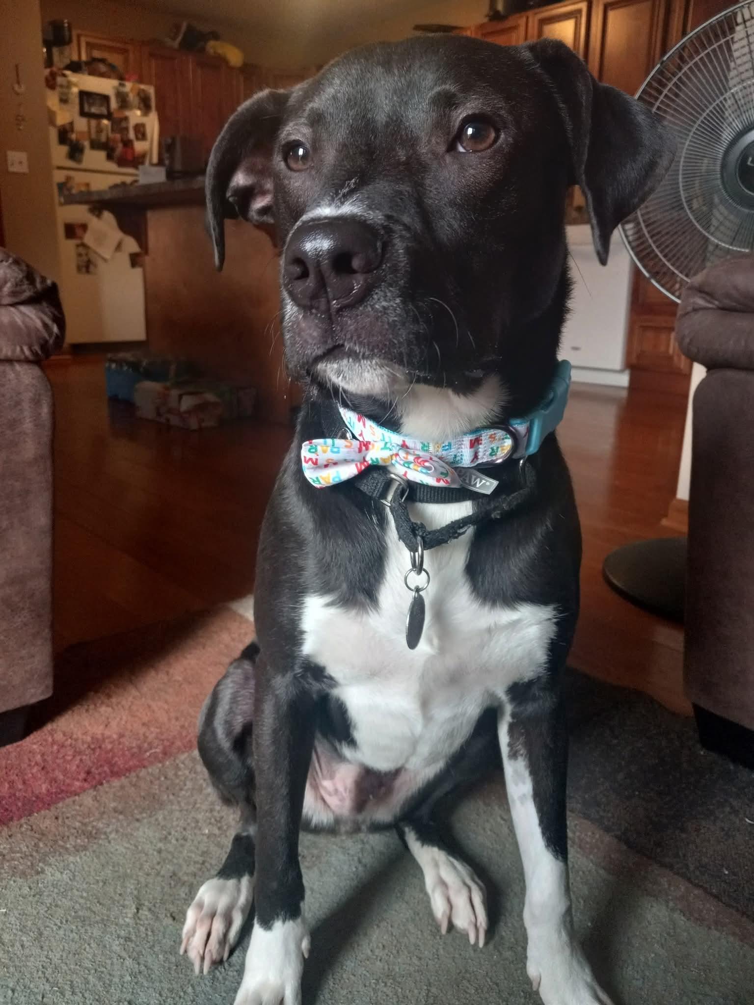 Enlarge Tonic, a Adopted mixed breed in Wayzata, MN image 1/3