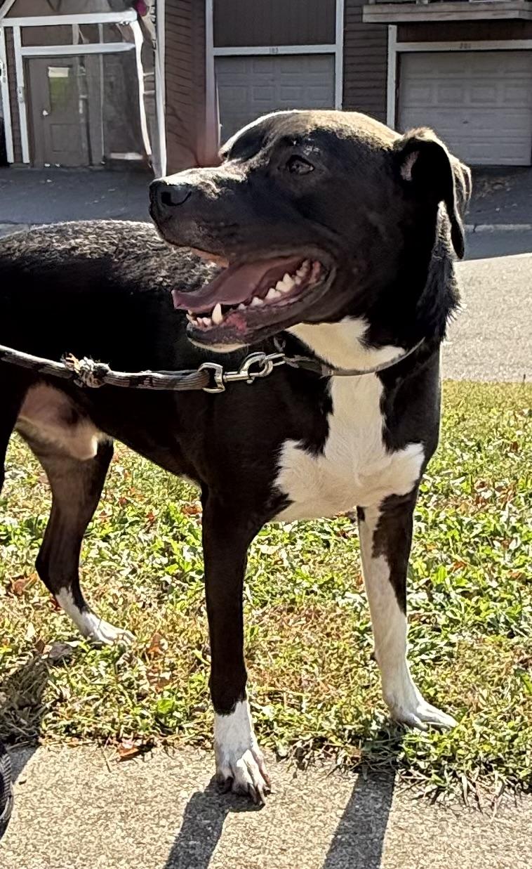 Enlarge Tonic, a Adopted mixed breed in Wayzata, MN image 2/3