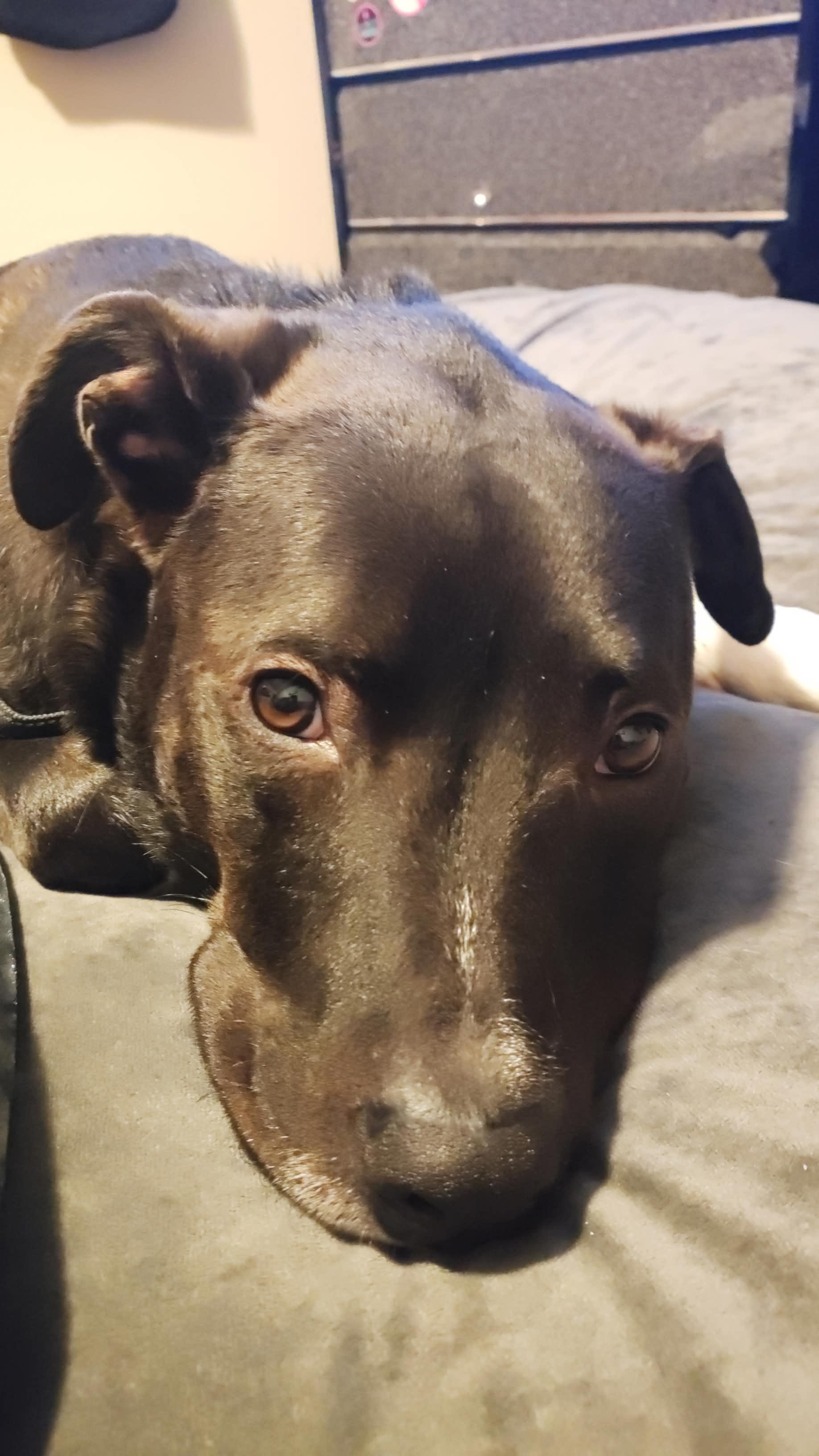 Enlarge Tonic, a Adopted mixed breed in Wayzata, MN image 3/3