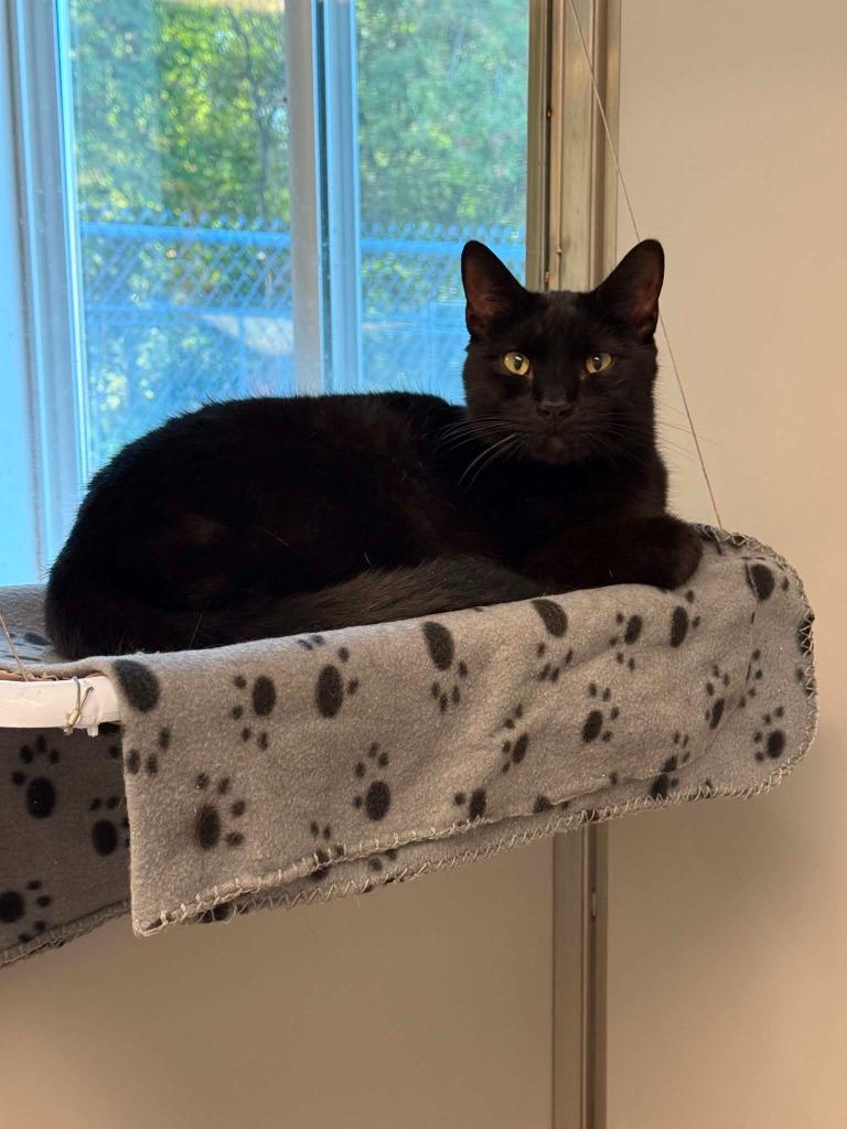 Teddy, Adoptable, Adult Male Domestic Short Hair.