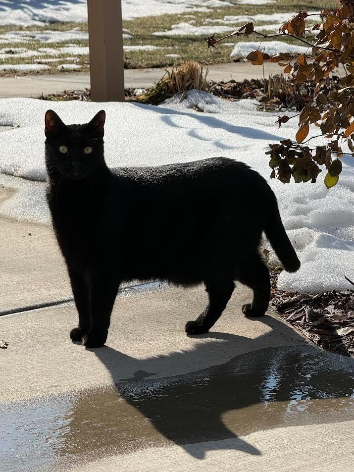 Teddy, a Adoptable mixed breed in Viroqua, WI image 2/2