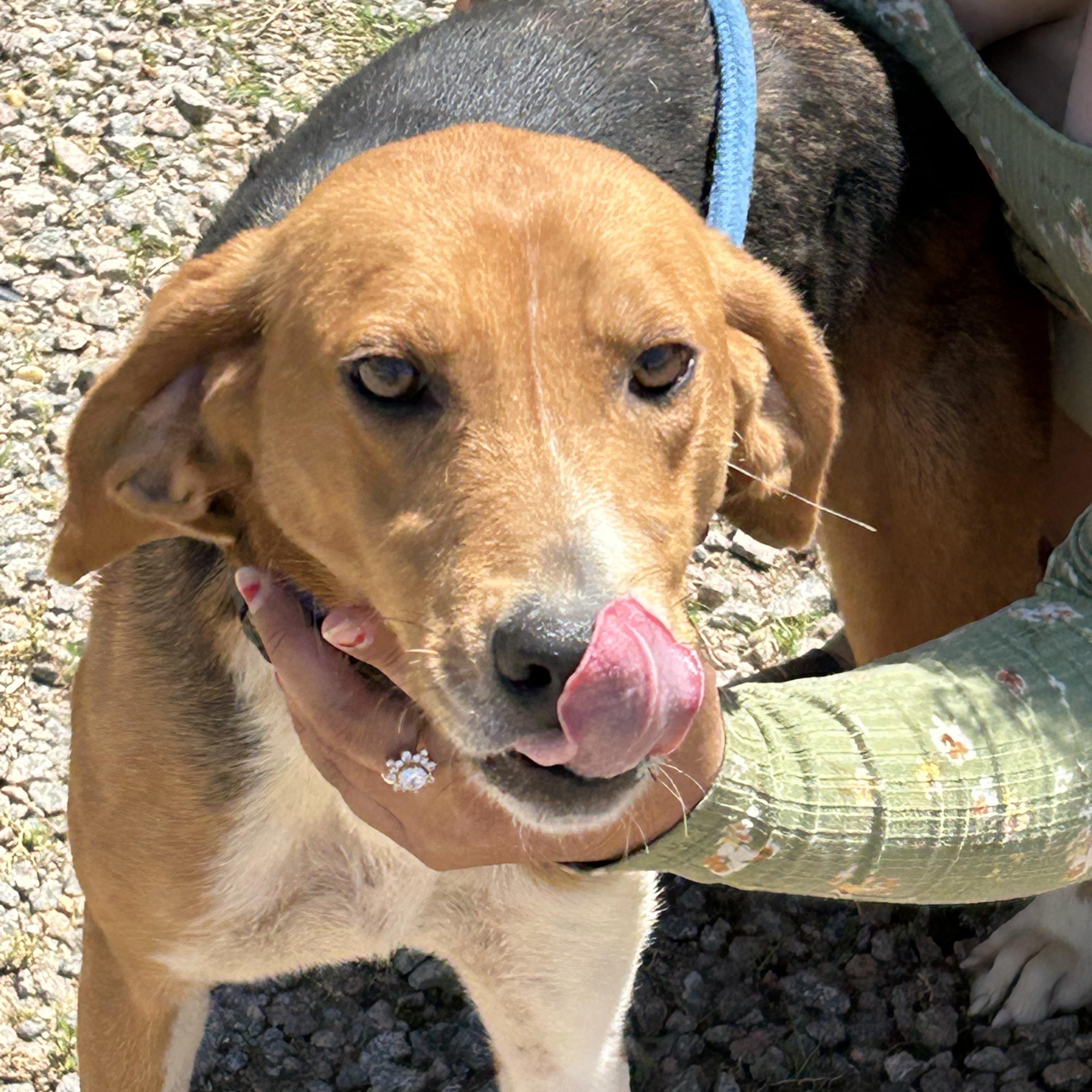 Jade, Adoptable, Adult Female Hound.