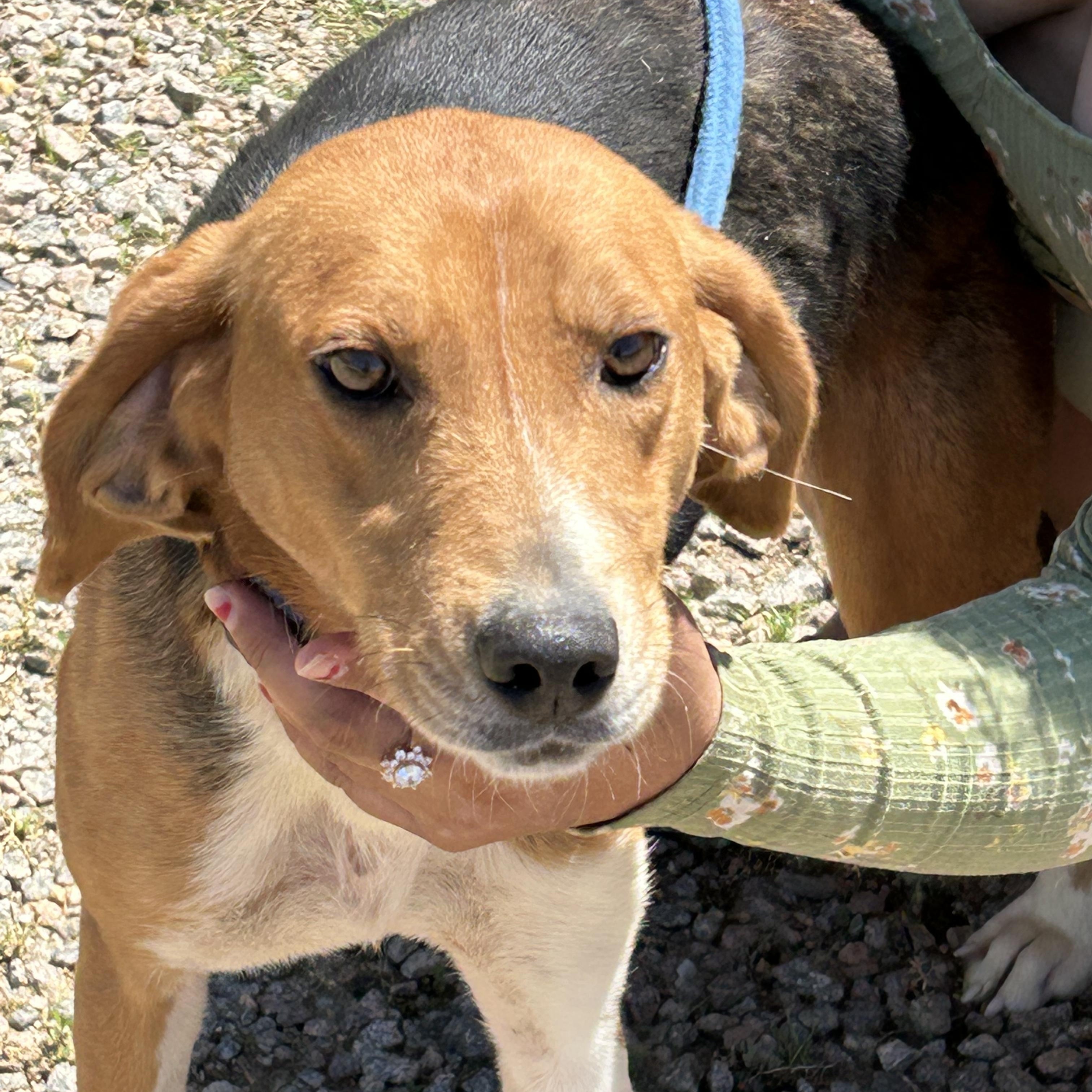 Enlarge Jade, a Adoptable Hound in Charles City, VA image 2/4