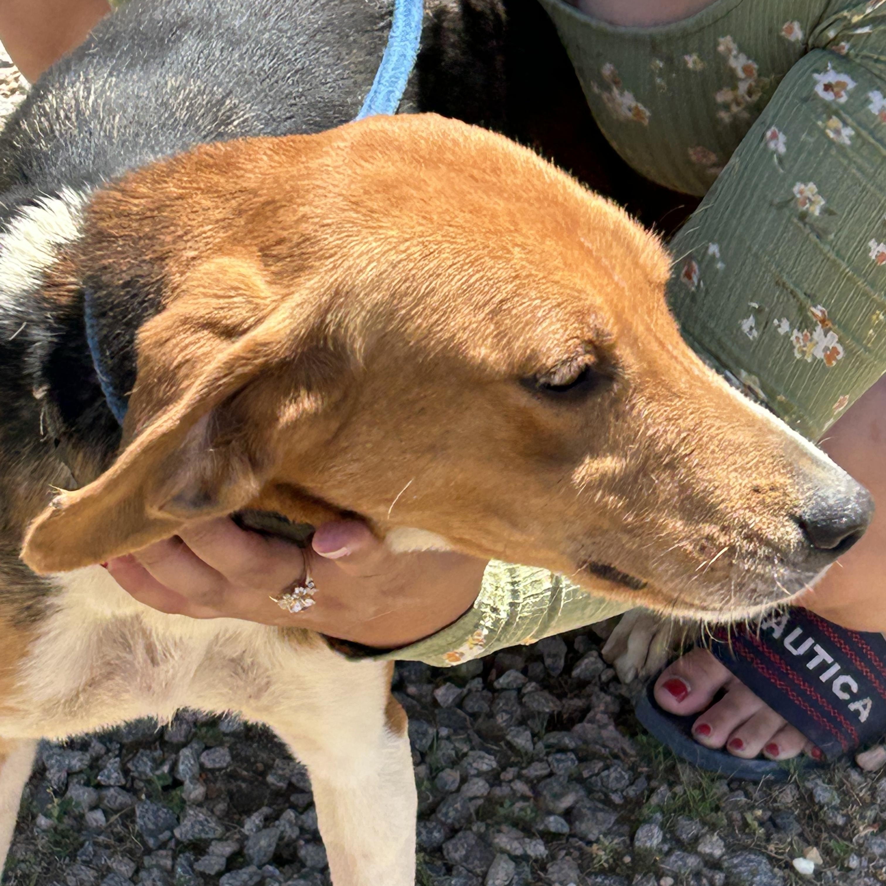 Enlarge Jade, a Adoptable Hound in Charles City, VA image 3/4