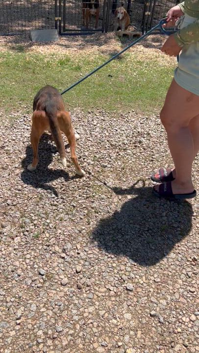 Enlarge Jade, a Adoptable Hound in Charles City, VA video 4/4