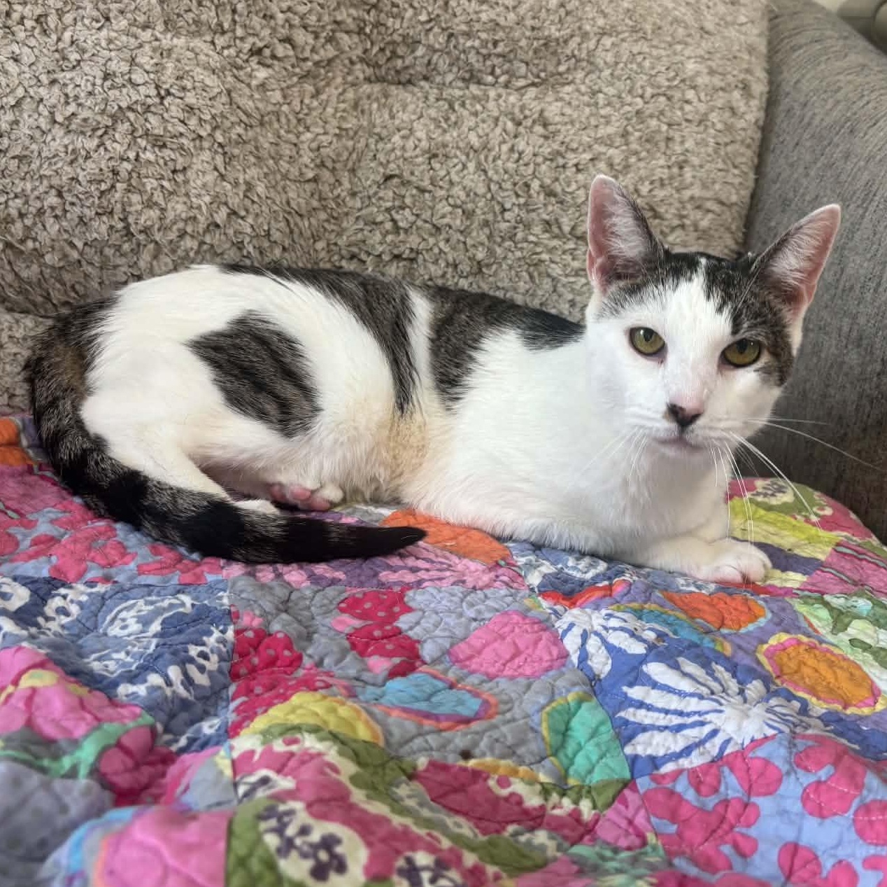 Coconut, ADOPTABLE, Adult Female Domestic Short Hair.
