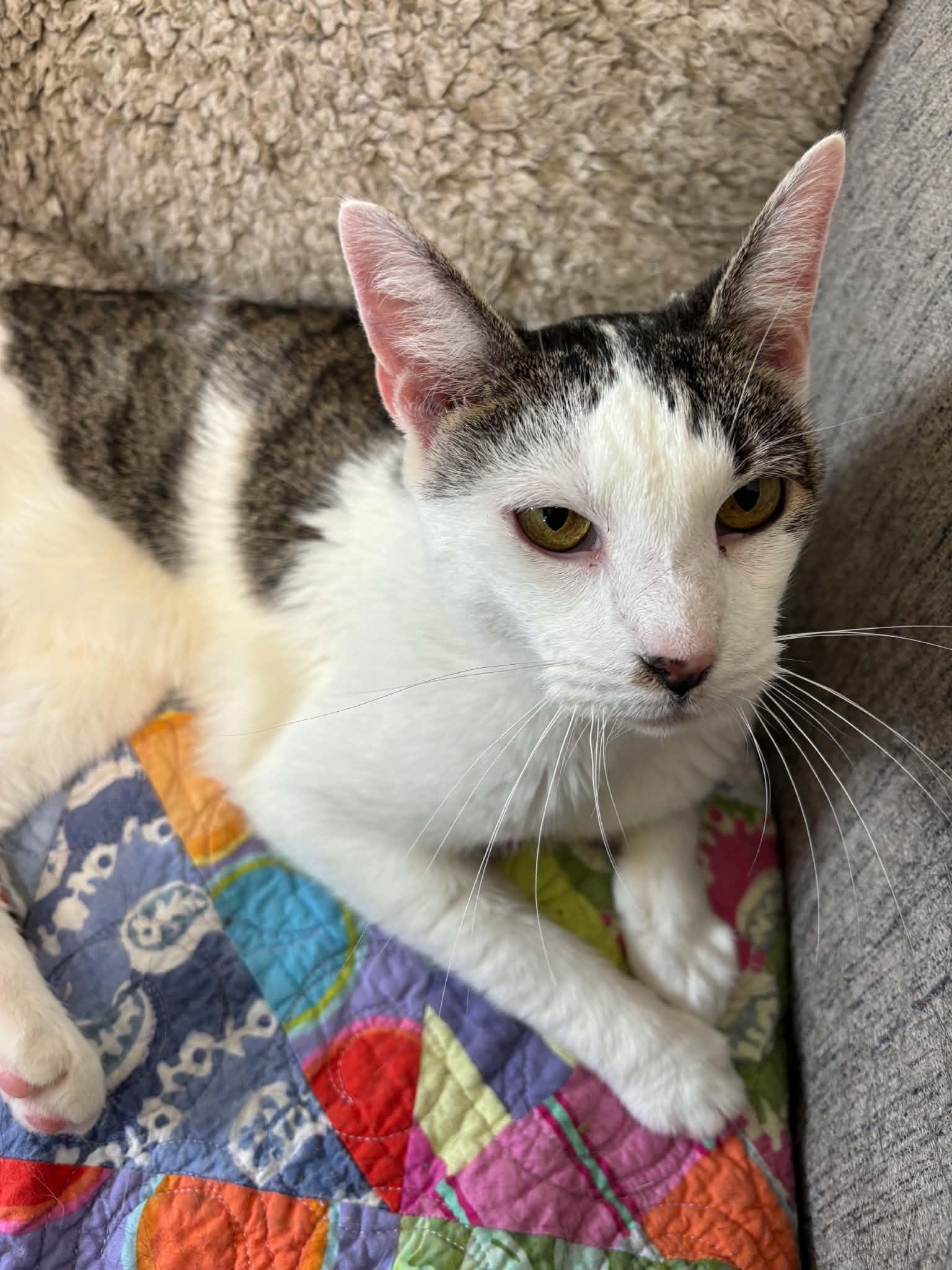 Coconut, a ADOPTABLE Domestic Short Hair in Queenstown, MD image 3/5