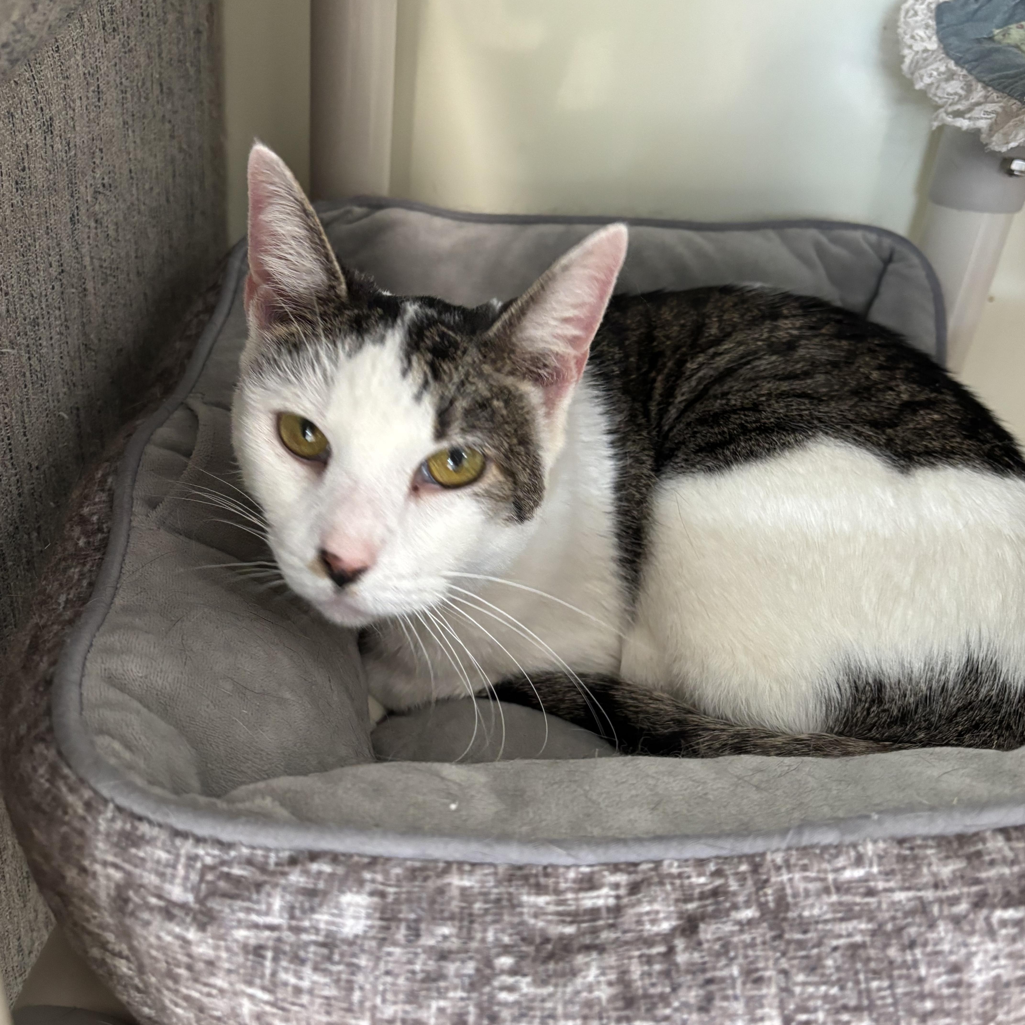 Coconut, a ADOPTABLE Domestic Short Hair in Queenstown, MD image 4/5