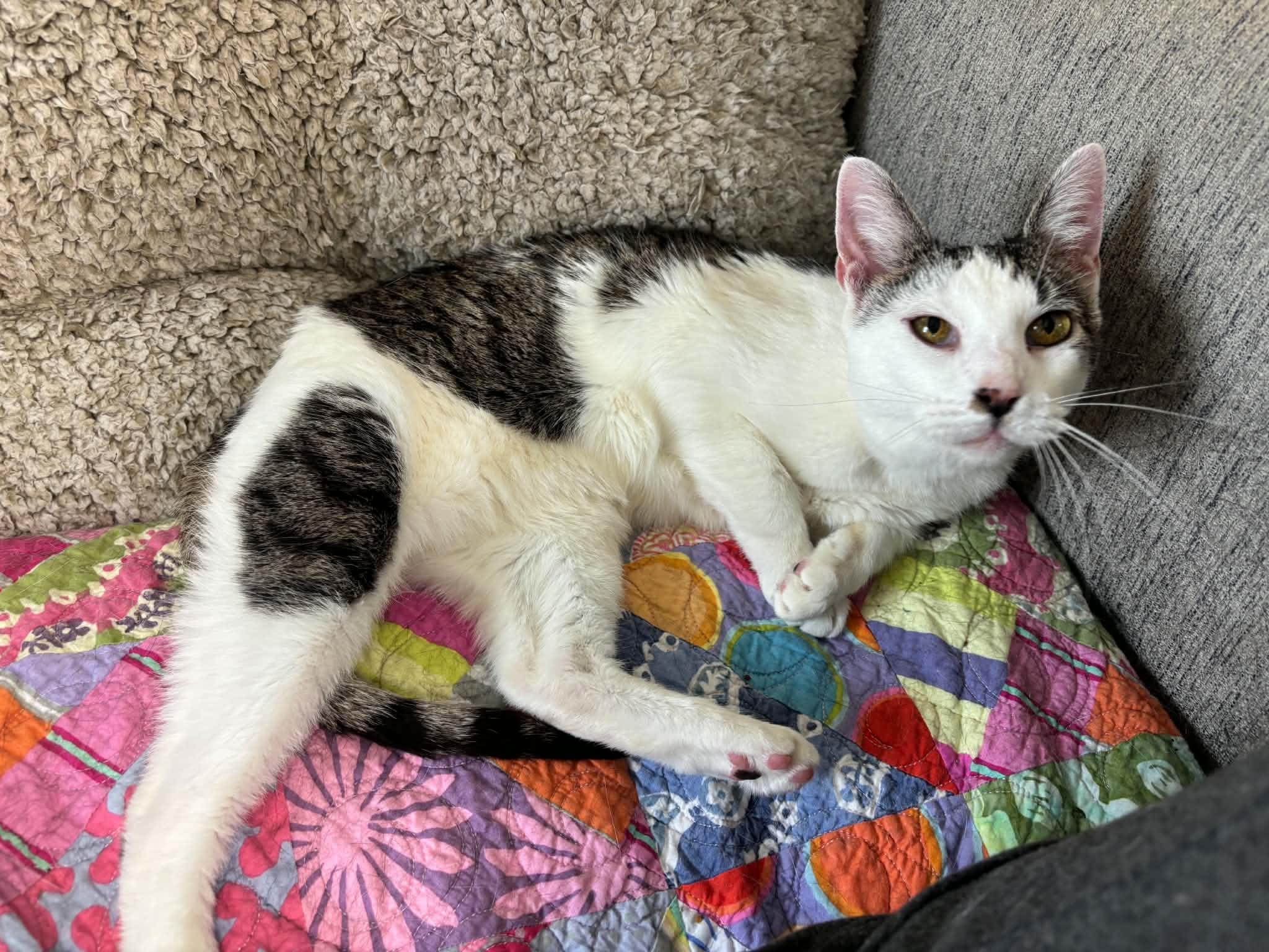 Coconut, a ADOPTABLE Domestic Short Hair in Queenstown, MD image 2/5