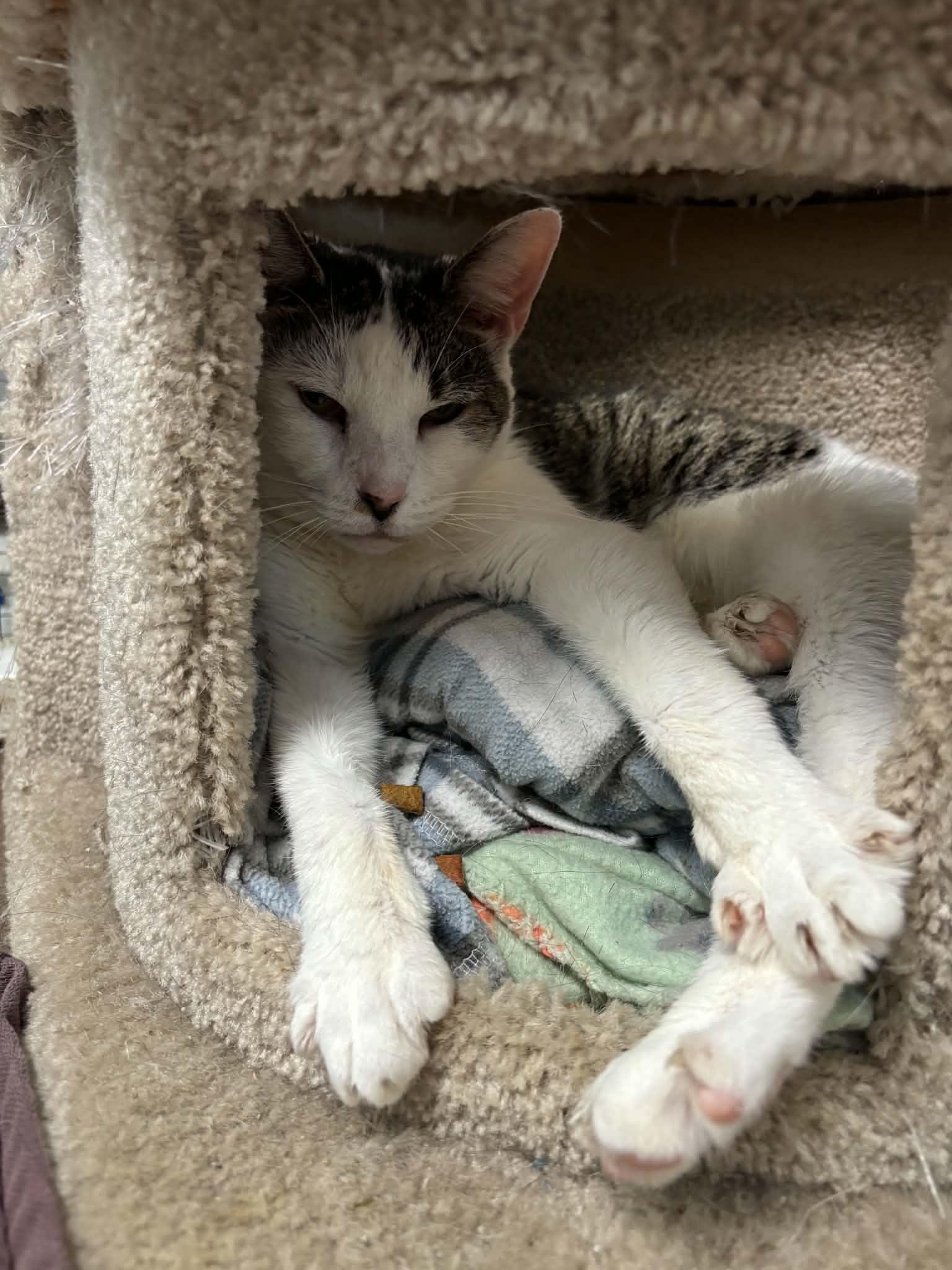 Coconut, a ADOPTABLE Domestic Short Hair in Queenstown, MD image 5/5