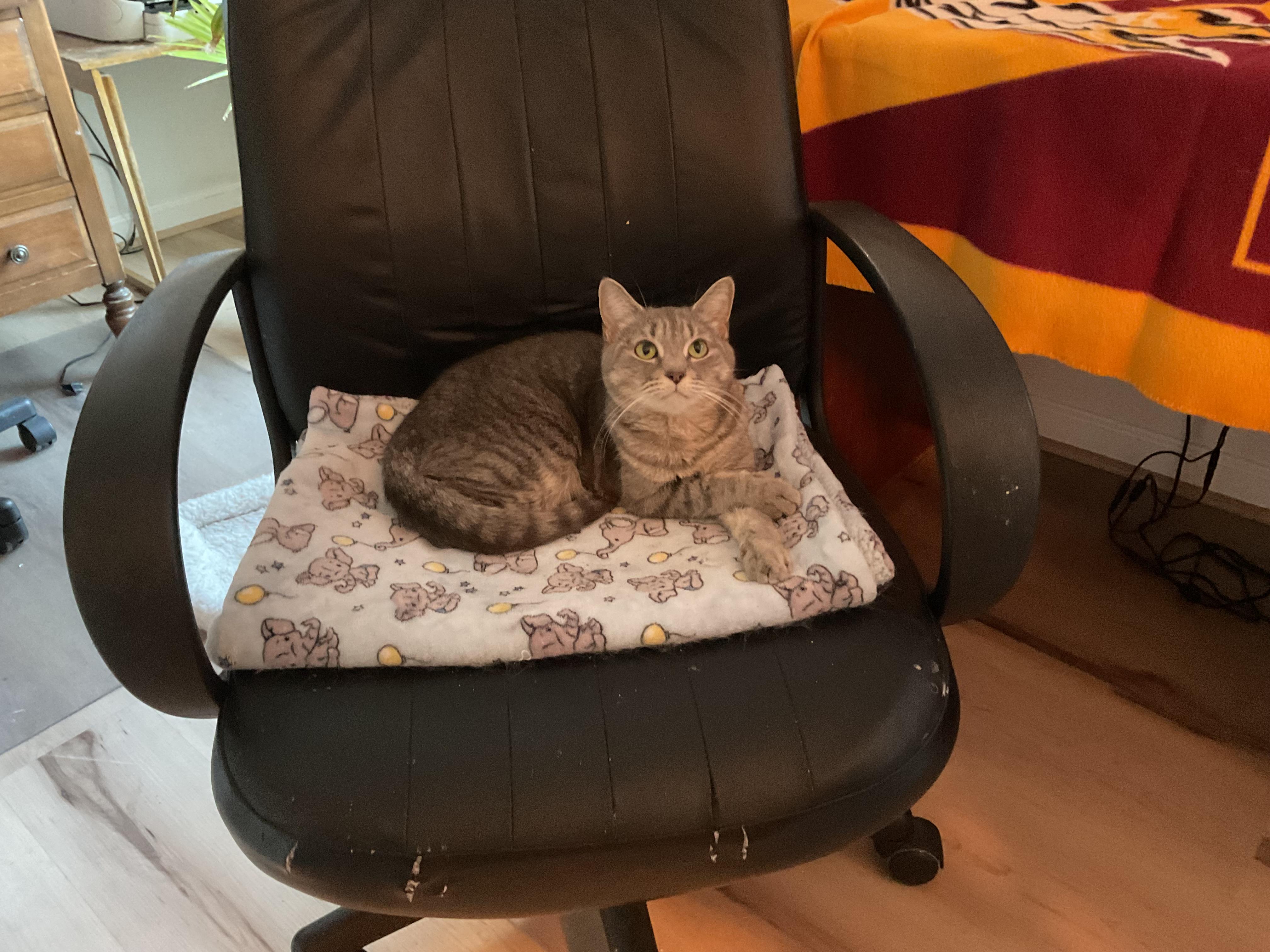 Enlarge Gabby, a Adoptable mixed breed in Baltimore, MD image 1/1