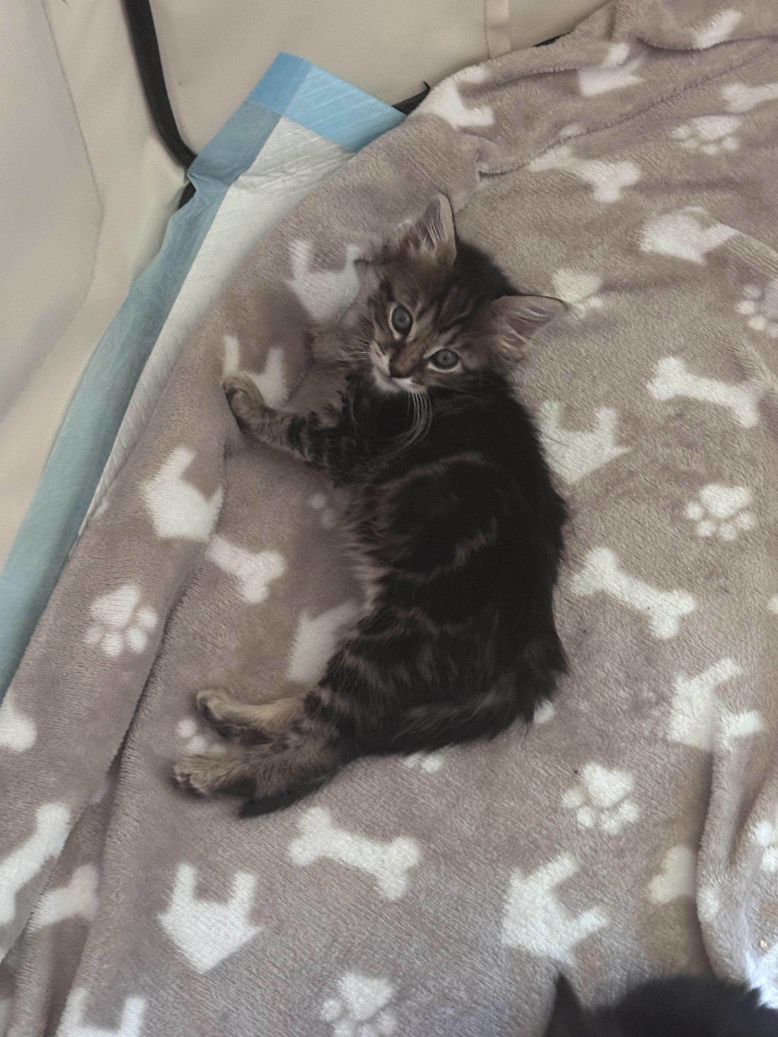 Enlarge Simba, an adopted Domestic Short Hair in Elk Grove, CA image 3/3
