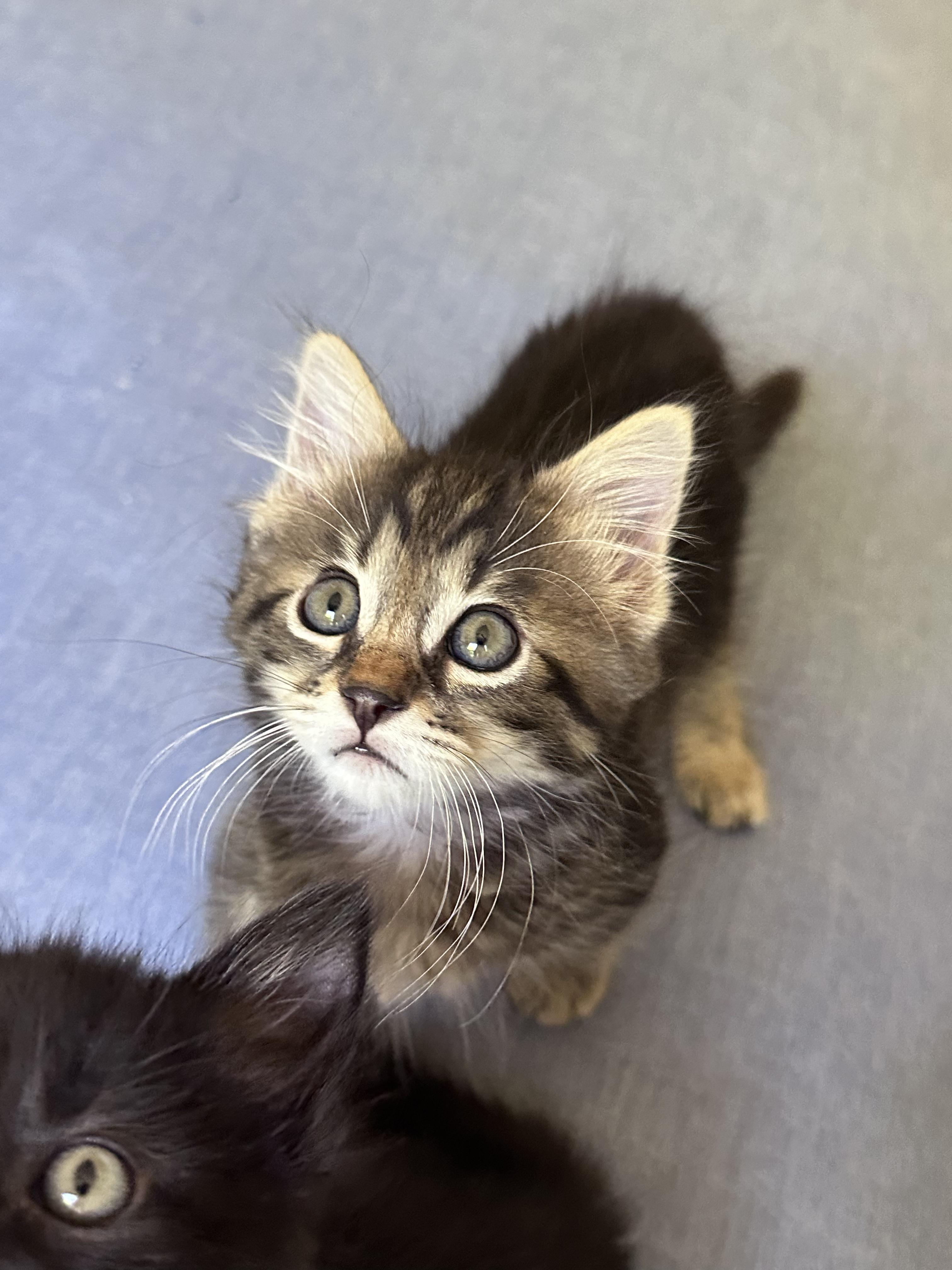 Simba, adopted, Kitten Female Domestic Short Hair.