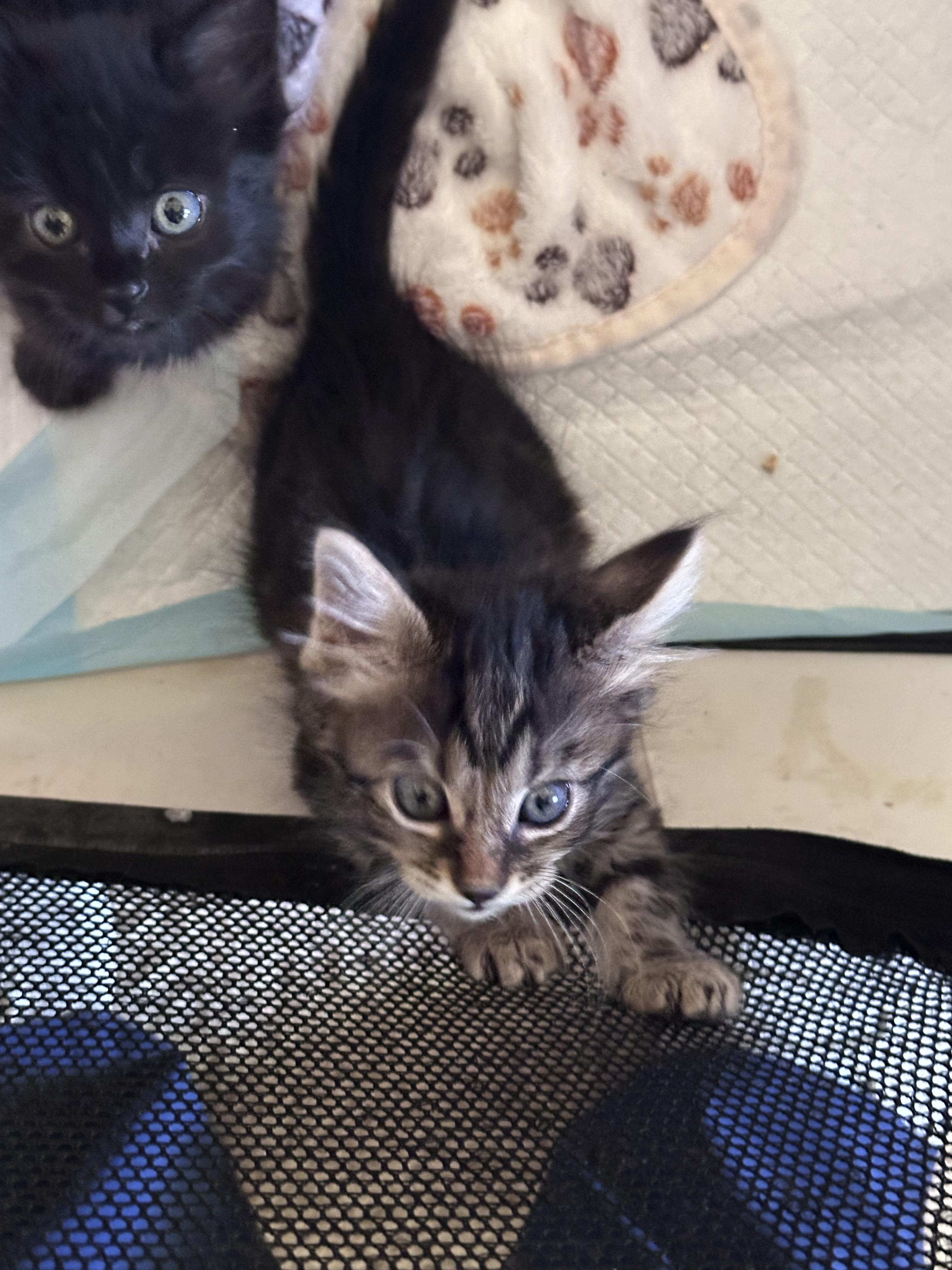 Enlarge Simba, an adopted Domestic Short Hair in Elk Grove, CA image 2/3