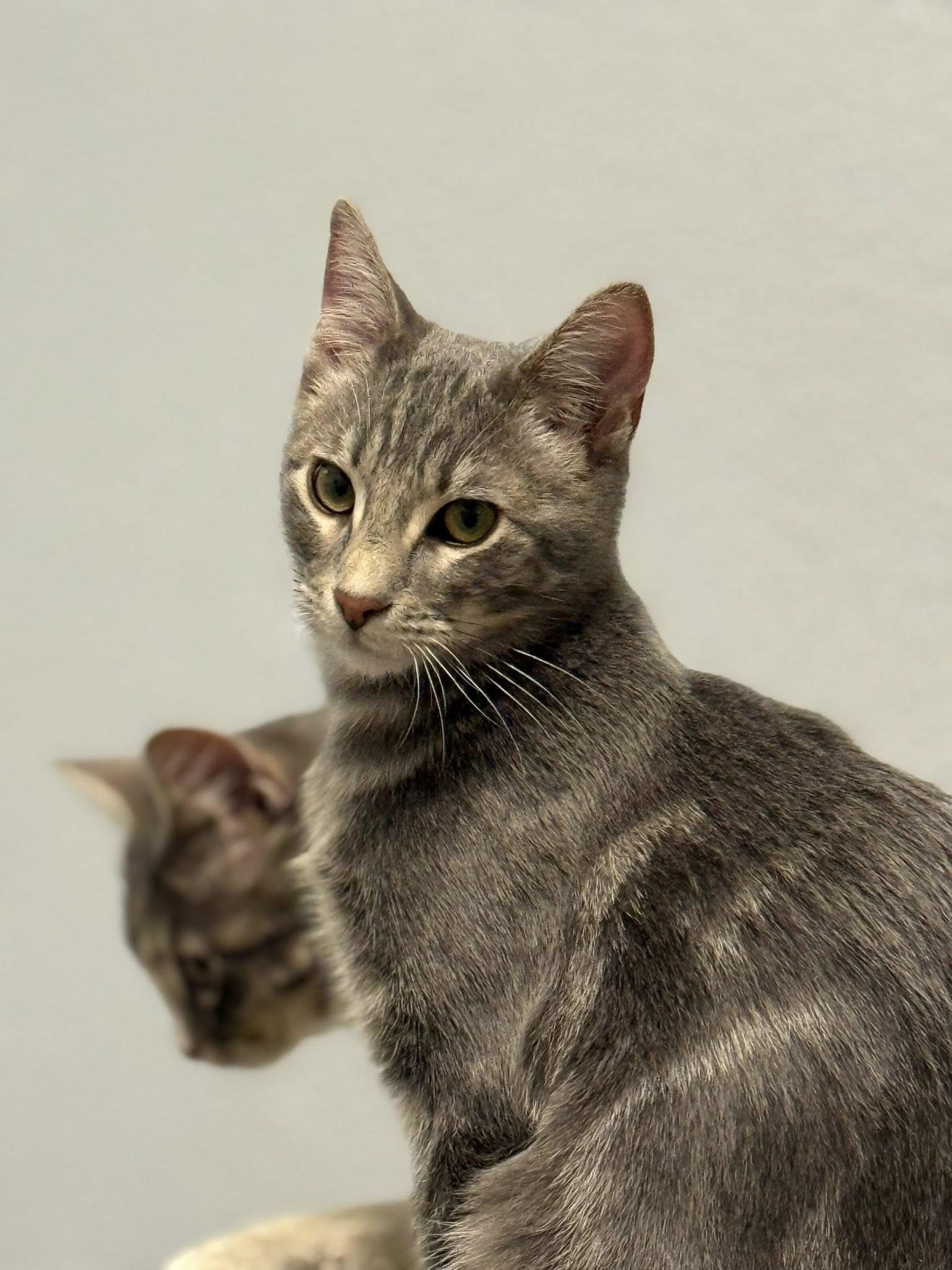 Chisolm, adopted, Kitten Male Domestic Short Hair.