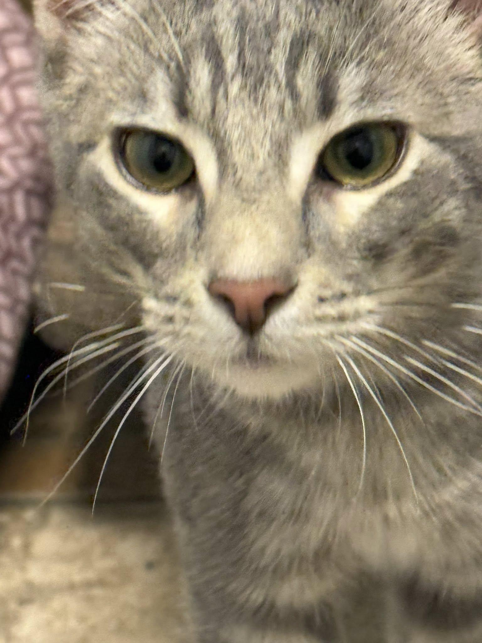 Enlarge Chisolm, an adopted Domestic Short Hair in Rawlins, WY image 2/3